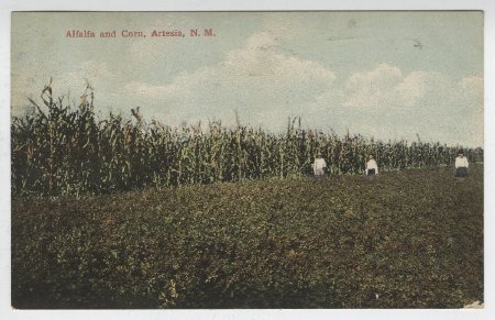 Alfalfa and Corn, Artesia, N. M.