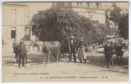 La Dordogne Illustree - Attelage de boeufs (back)