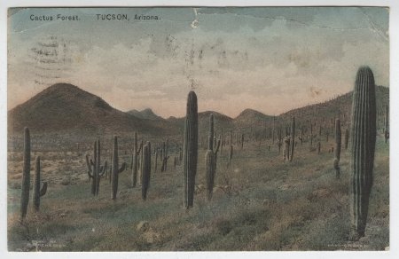 Cactus Forest. Tucson, Arizona.