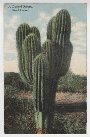 A Clustered Schuaro, (Giant Cactus).