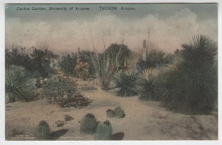 Cactus Garden. University of Arizona. Tucson, Arizona.