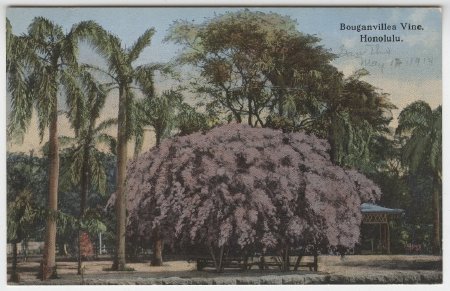 Bouganvillea Vine, Honolulu